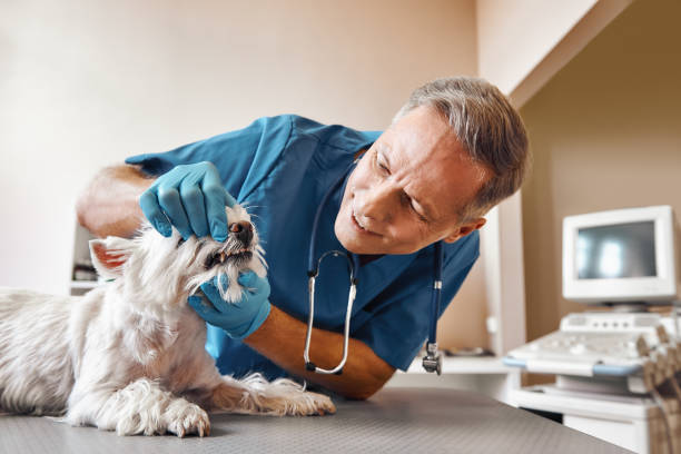 Best Emergency Dental Services for Seniors in Frostproof, FL